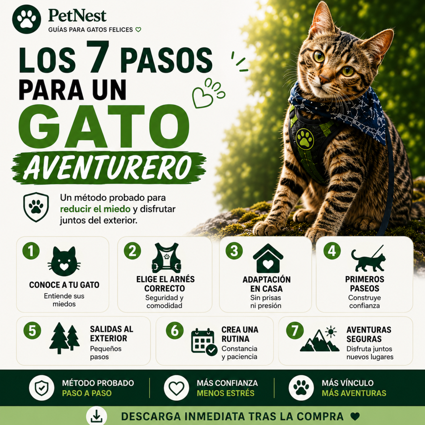 Guía definitiva para sacar a tu gato sin estrés